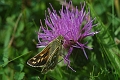 silver-spotted skipper-3
